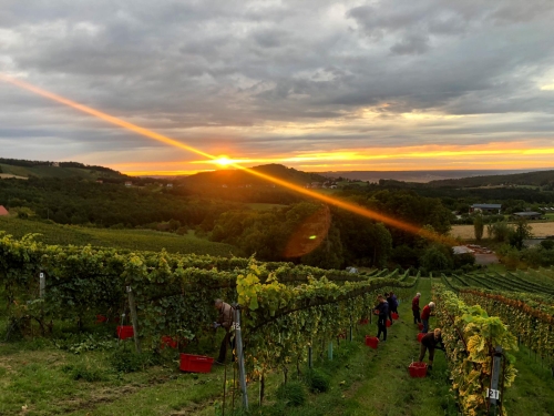 Unsern Wein erleben